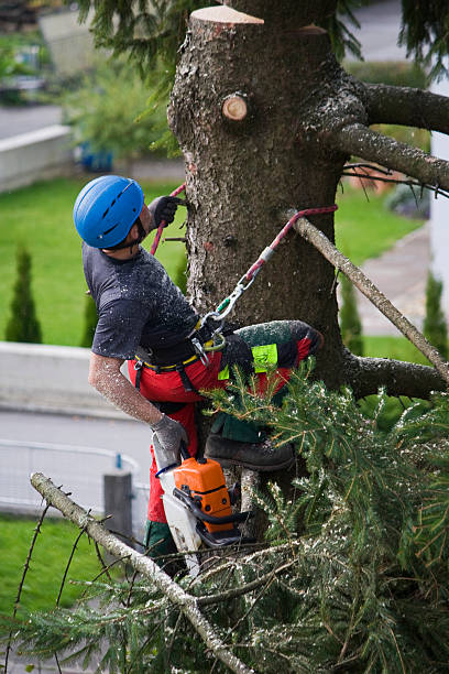 How Our Tree Care Process Works  in  Twin Grove, IL